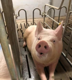 猪群怎么净化蓝耳