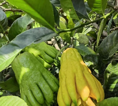 小众送妈妈的花有哪些花