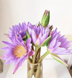 小众送妈妈的花有哪些花