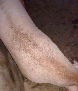 小众送妈妈的花有哪些花