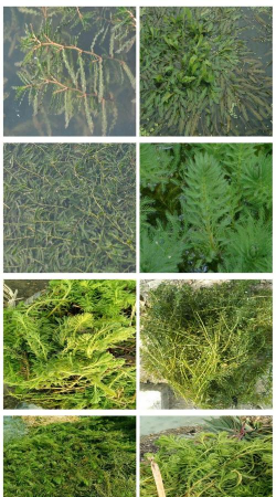 沉水型植物有哪些