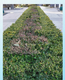 小众送妈妈的花有哪些花