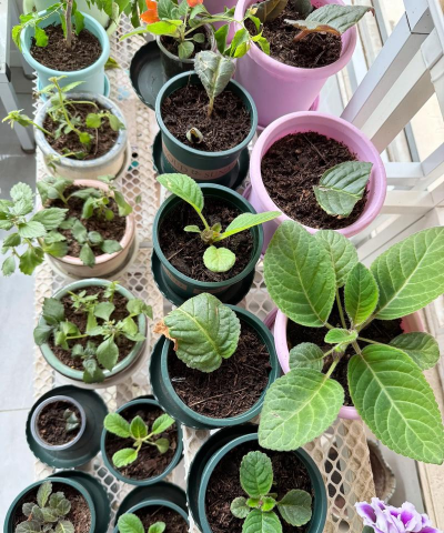 小众送妈妈的花有哪些花