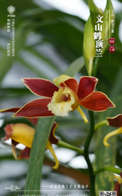 小众送妈妈的花有哪些花