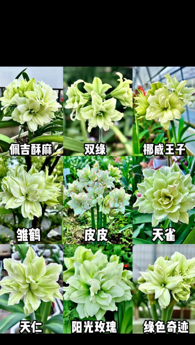 小众送妈妈的花有哪些花