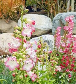 小众送妈妈的花有哪些花