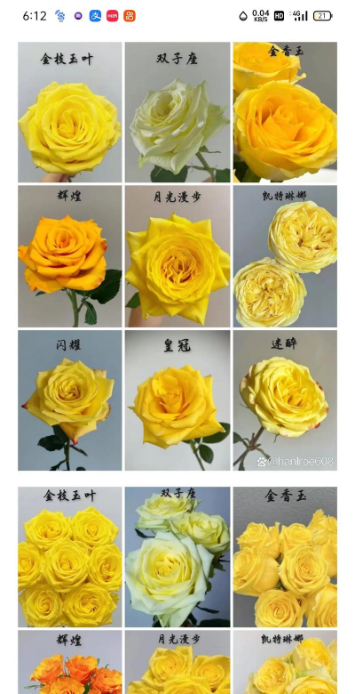 黄月季花哪些品种