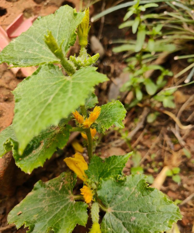 小众送妈妈的花有哪些花