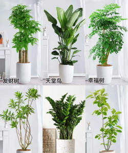 小众送妈妈的花有哪些花