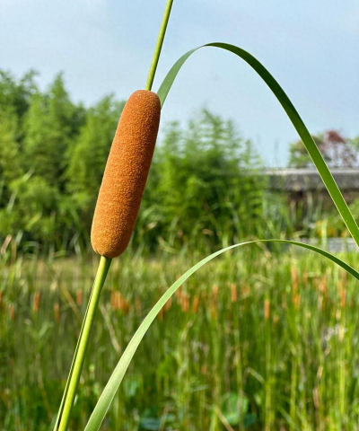 小众送妈妈的花有哪些花