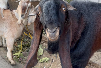 小众送妈妈的花有哪些花