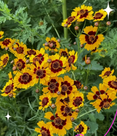 金鸡菊什么时候播种