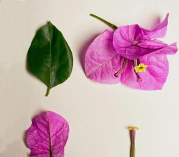 小众送妈妈的花有哪些花