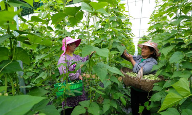 小众送妈妈的花有哪些花