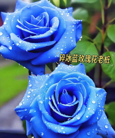 小众送妈妈的花有哪些花