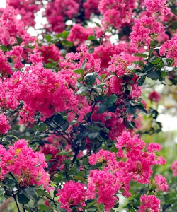 小众送妈妈的花有哪些花