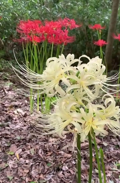 小众送妈妈的花有哪些花