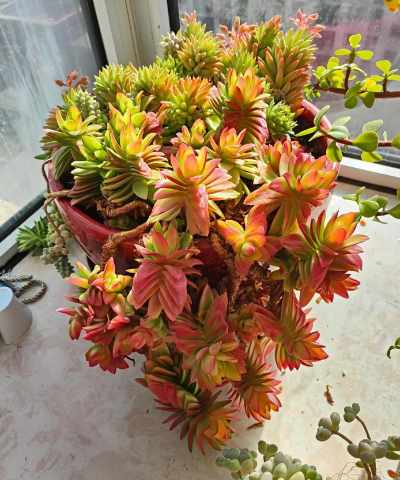 小众送妈妈的花有哪些花