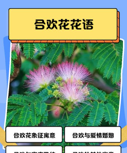 合欢花的花语