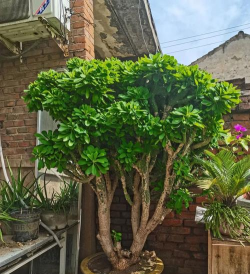 山东种什么树最赚钱