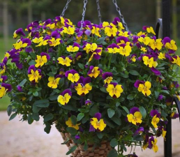 小众送妈妈的花有哪些花