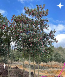小众送妈妈的花有哪些花