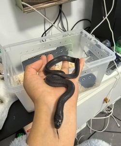 养什么蛇最赚钱