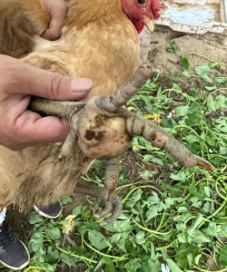 小众送妈妈的花有哪些花