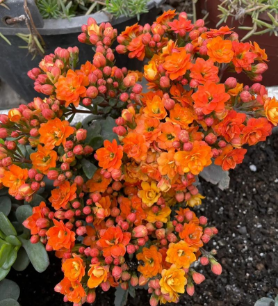 小众送妈妈的花有哪些花