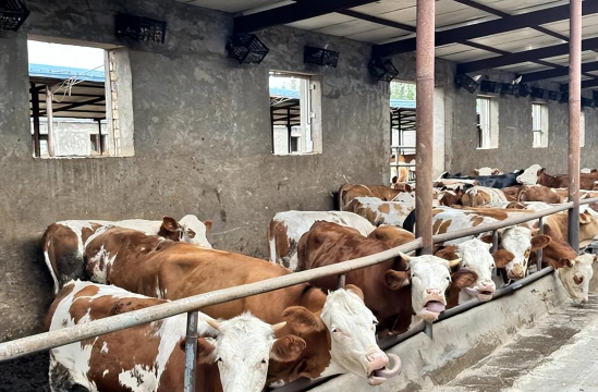 小众送妈妈的花有哪些花