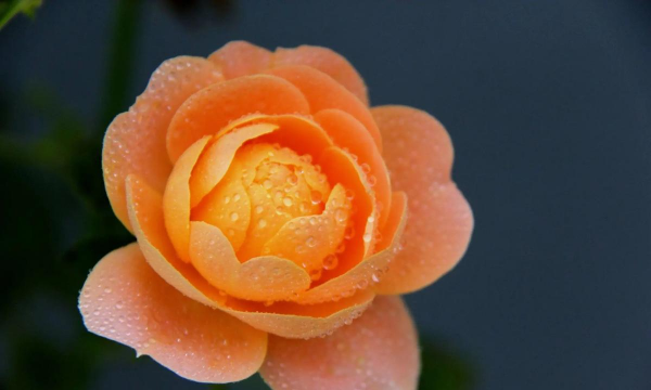 小众送妈妈的花有哪些花