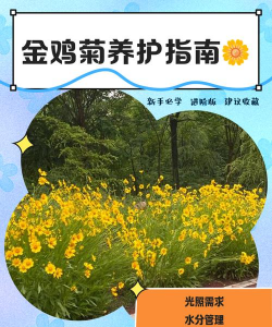 金鸡菊的养护方法