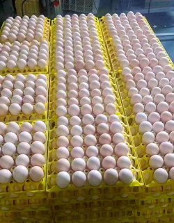 小众送妈妈的花有哪些花