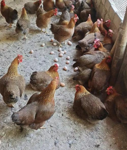 小众送妈妈的花有哪些花