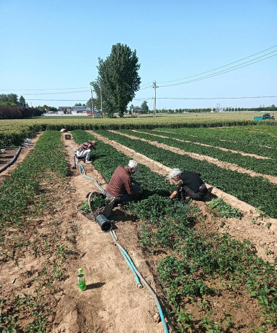 小众送妈妈的花有哪些花