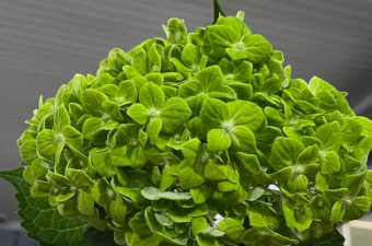 小众送妈妈的花有哪些花