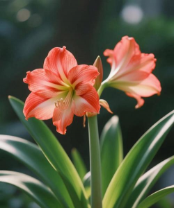 小众送妈妈的花有哪些花