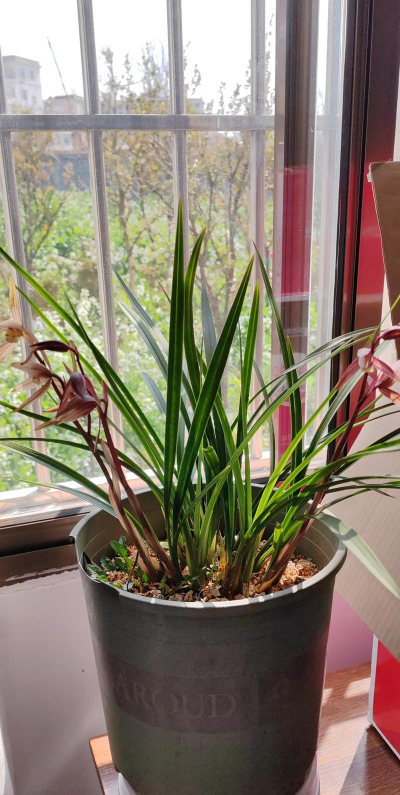 小众送妈妈的花有哪些花