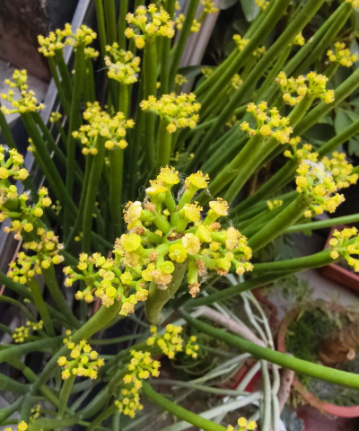 小众送妈妈的花有哪些花