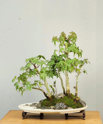 小众送妈妈的花有哪些花