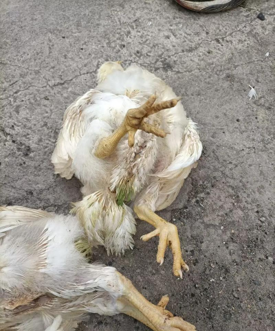 小众送妈妈的花有哪些花