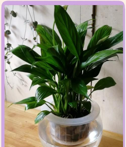 小众送妈妈的花有哪些花