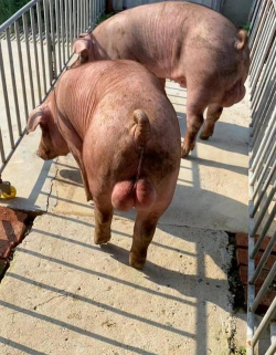 公猪死精是什么原因