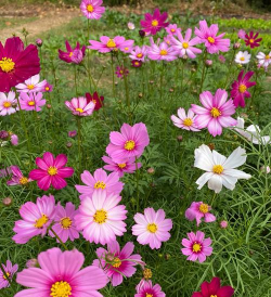 小众送妈妈的花有哪些花