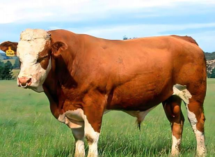 小众送妈妈的花有哪些花