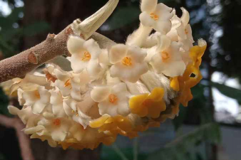 小众送妈妈的花有哪些花