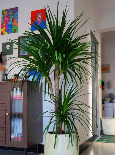 小众送妈妈的花有哪些花