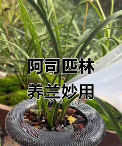 小众送妈妈的花有哪些花