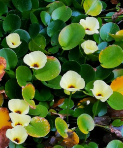 水罂粟是什么植物