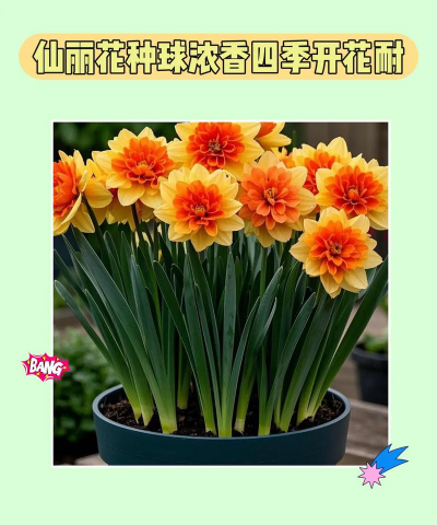 小众送妈妈的花有哪些花